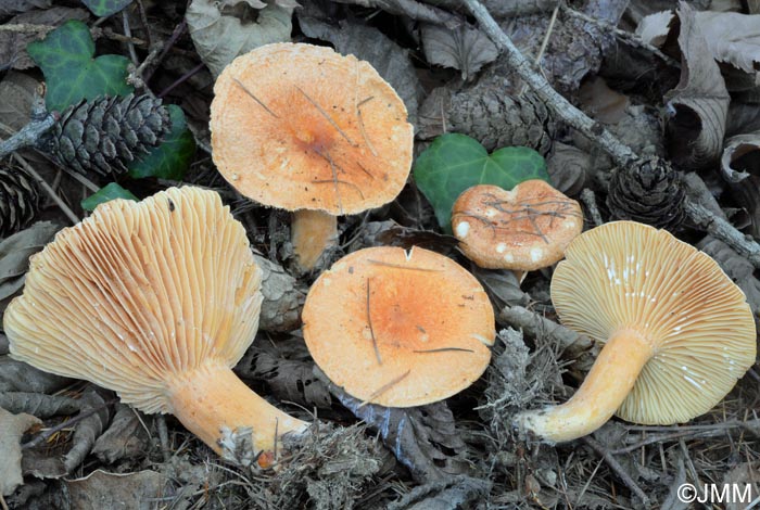 Lactarius porninsis