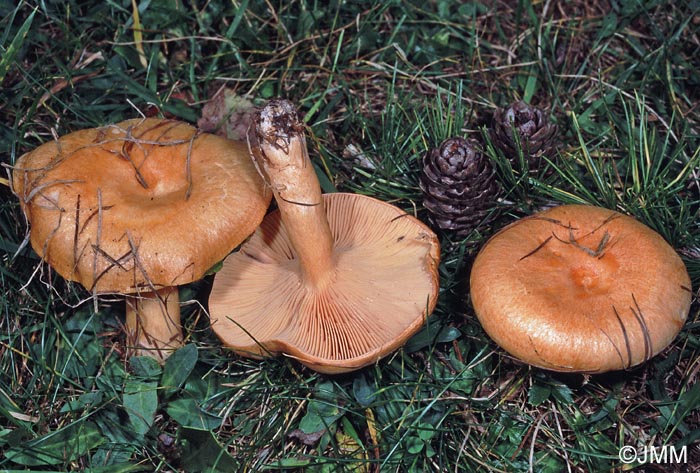 Lactarius porninsis