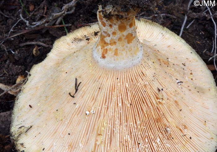 Lactarius pseudoscrobiculatus