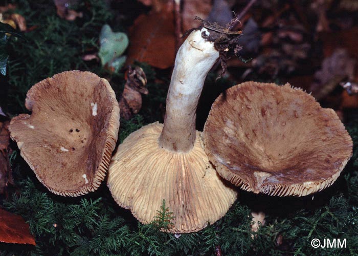 Lactarius pterosporus