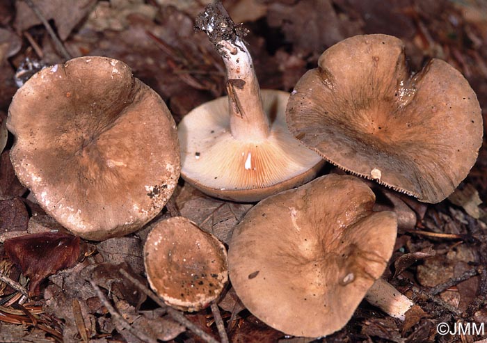 Lactarius pterosporus