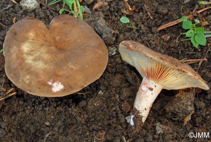 Lactarius pterosporus