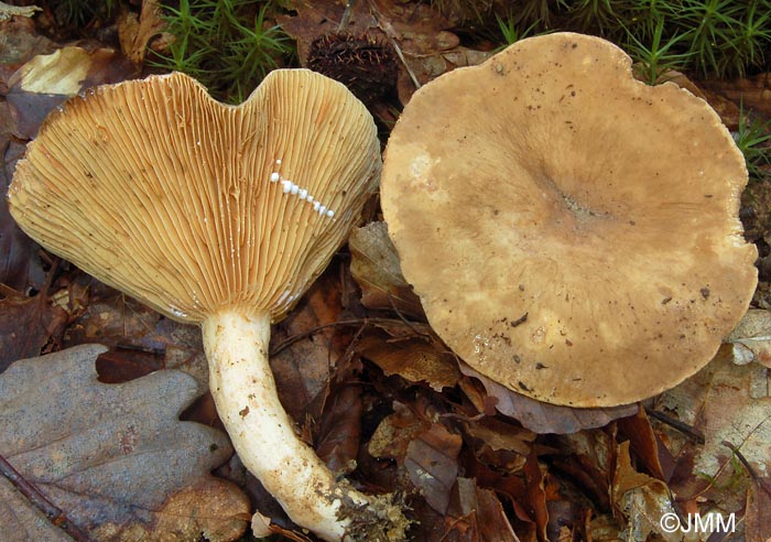 Lactarius pterosporus