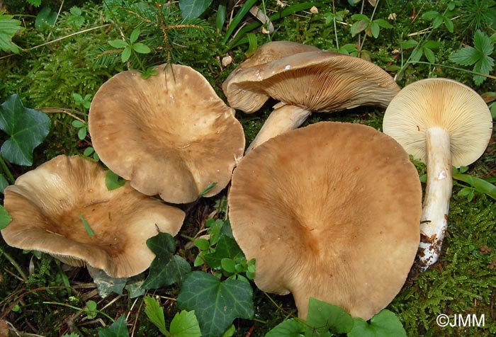 Lactarius pterosporus