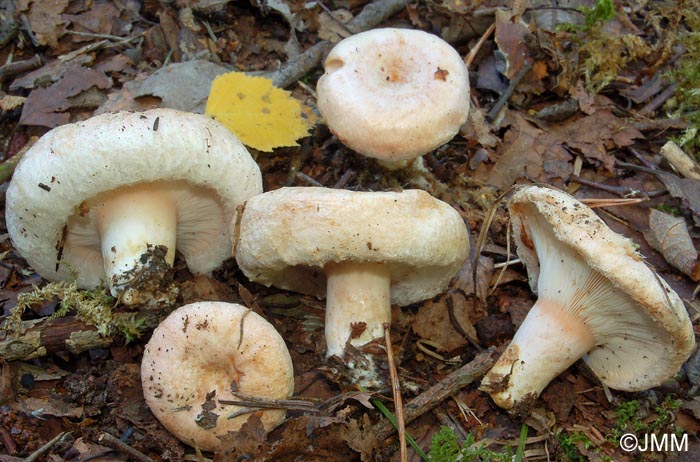 Lactarius pubescens