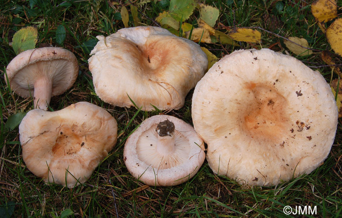 Lactarius pubescens