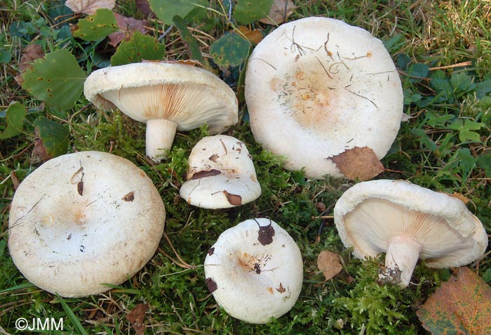 Lactarius pubescens