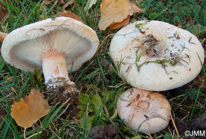 Lactarius pubescens