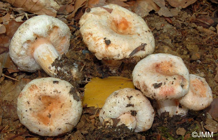 Lactarius pubescens