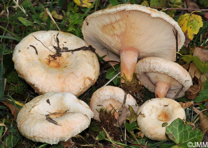 Lactarius pubescens