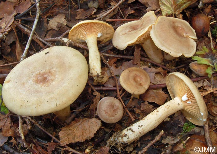 Lactarius pyrogalus