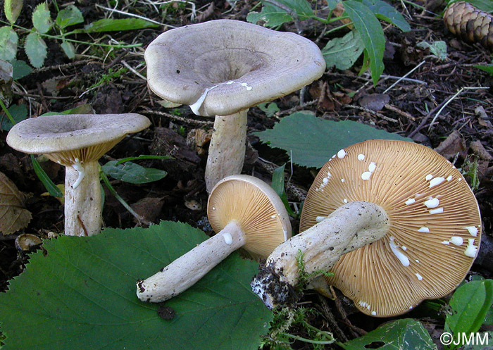 Lactarius pyrogalus