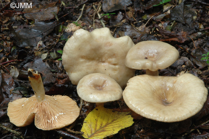 Lactarius pyrogalus