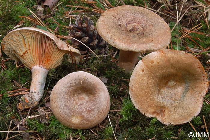 Lactarius quieticolor