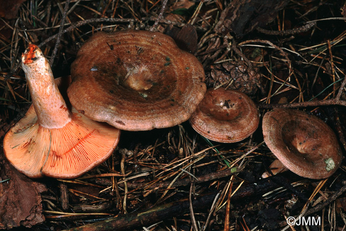 Lactarius quieticolor 