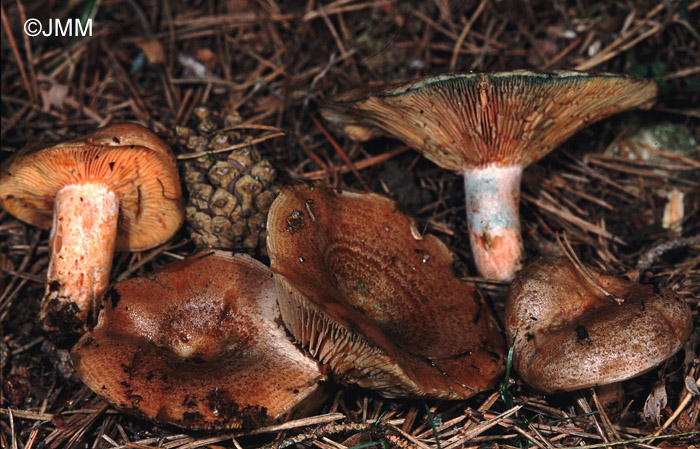 Lactarius quieticolor 