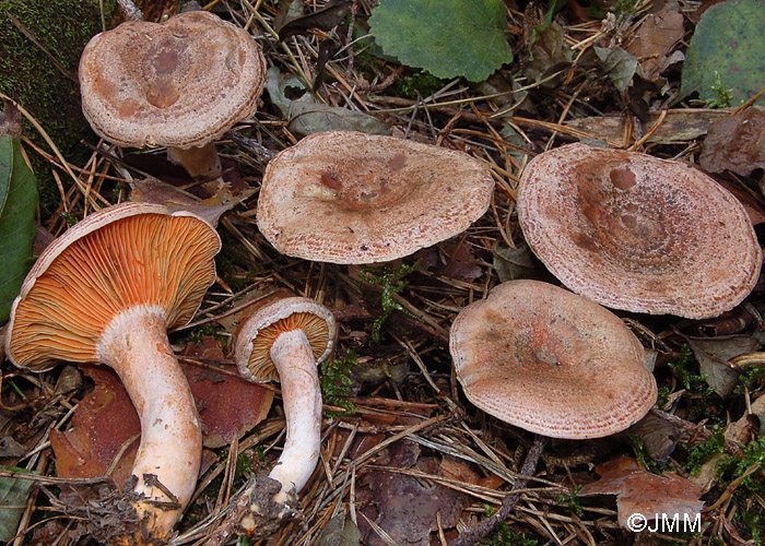 Lactarius quieticolor