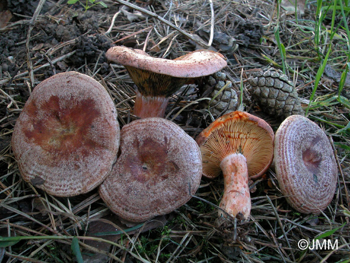 Lactarius quieticolor