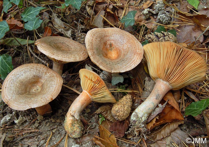 Lactarius quieticolor