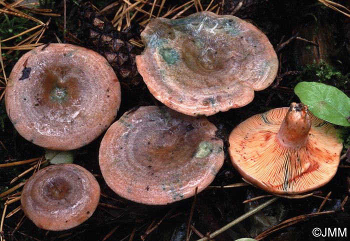 Lactarius quieticolor f. semisanguinascens