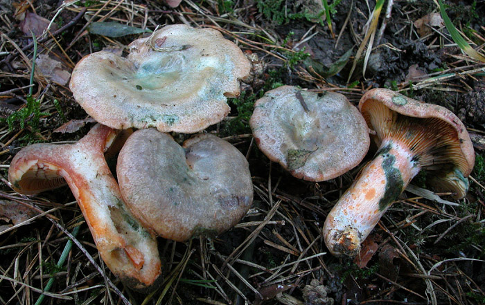 Lactarius quieticolor f. semisanguinascens