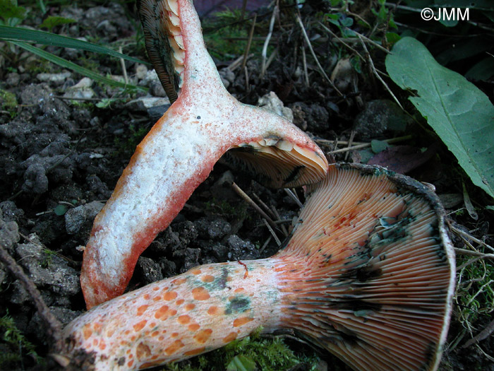 Lactarius quieticolor f. semisanguinascens