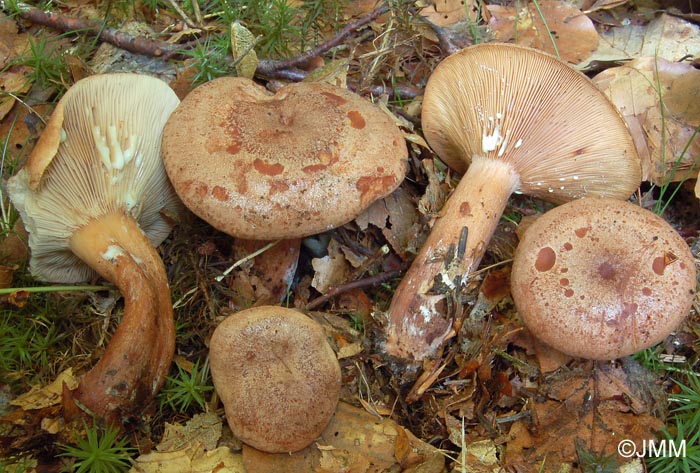 Lactarius quietus