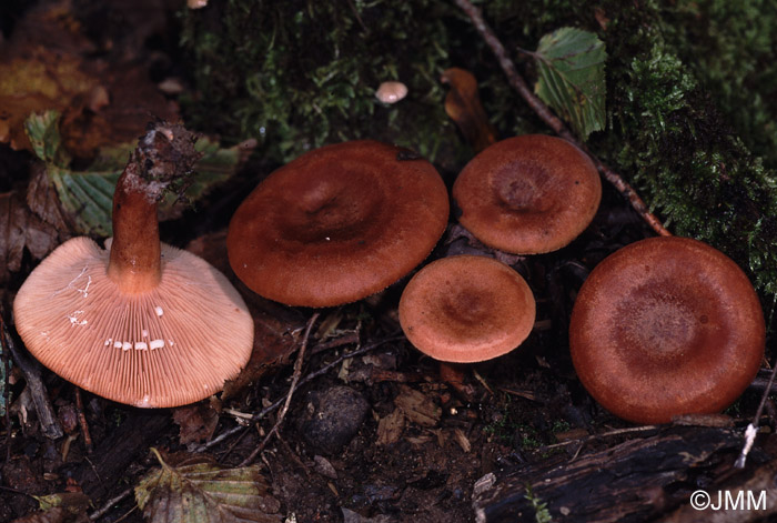 Lactarius quietus