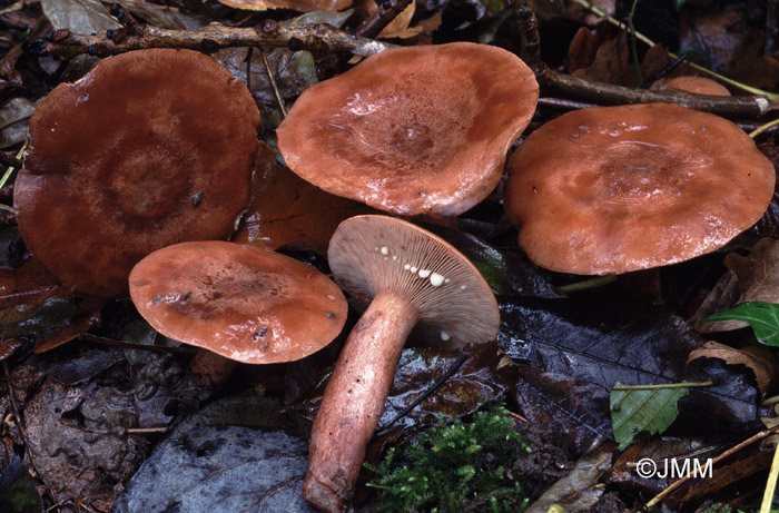 Lactarius quietus