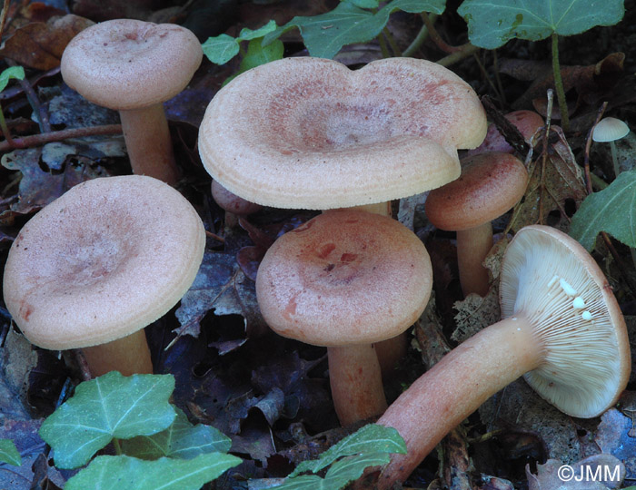 Lactarius quietus