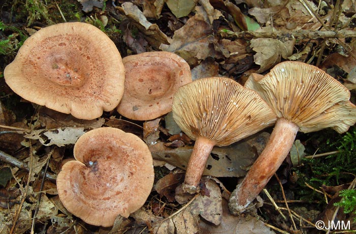 Lactarius quietus