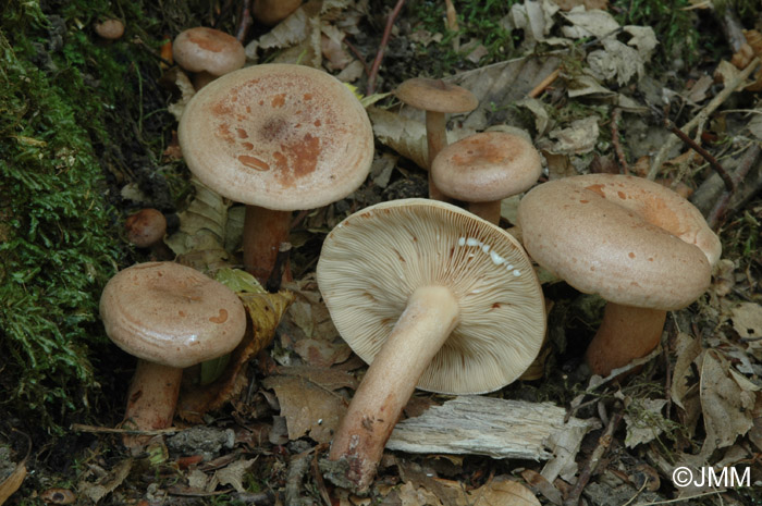 Lactarius quietus