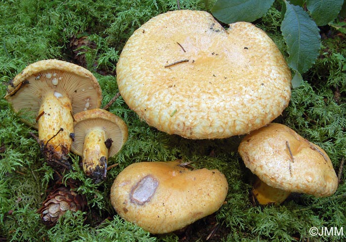 Lactarius repraesentaneus