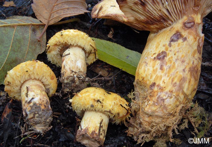 Lactarius repraesentaneus