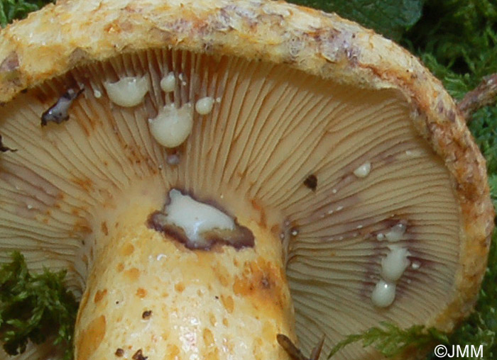 Lactarius repraesentaneus