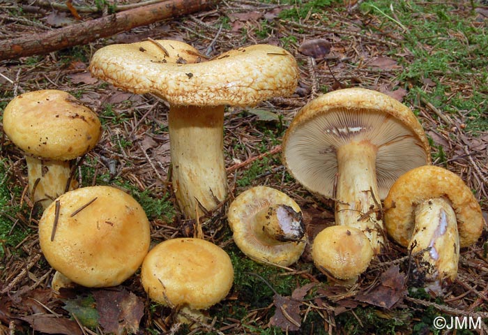 Lactarius repraesentaneus