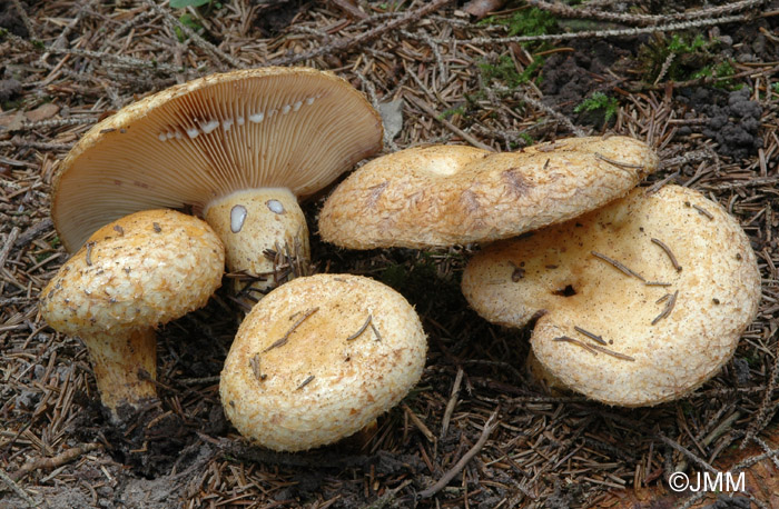 Lactarius repraesentaneus