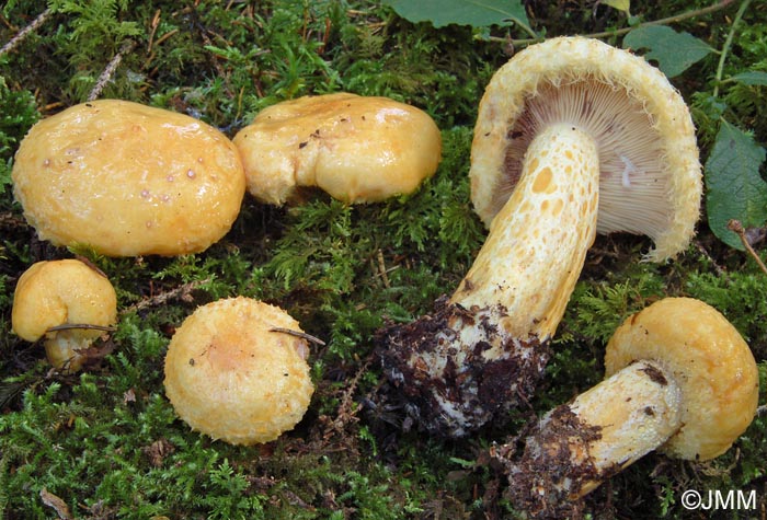 Lactarius repraesentaneus