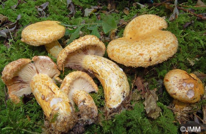 Lactarius repraesentaneus