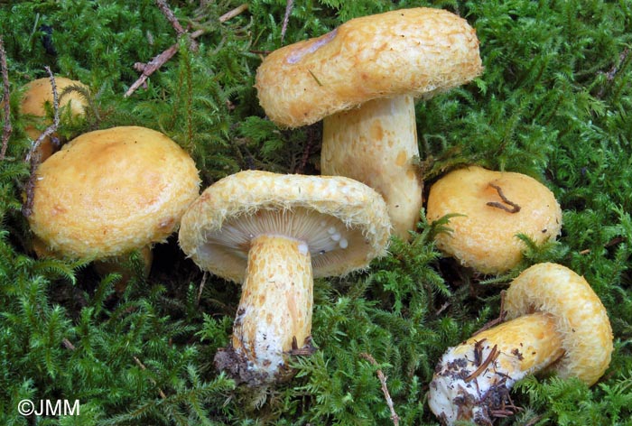 Lactarius repraesentaneus