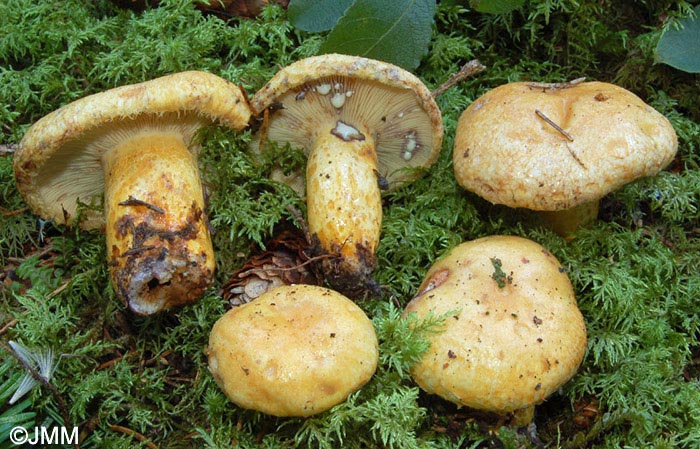 Lactarius repraesentaneus