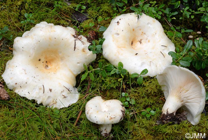 Lactarius resimus