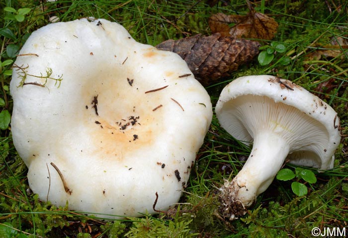 Lactarius resimus