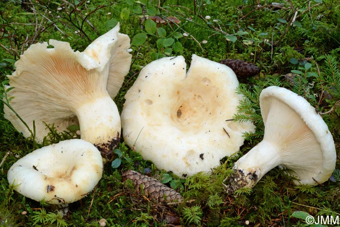 Lactarius resimus