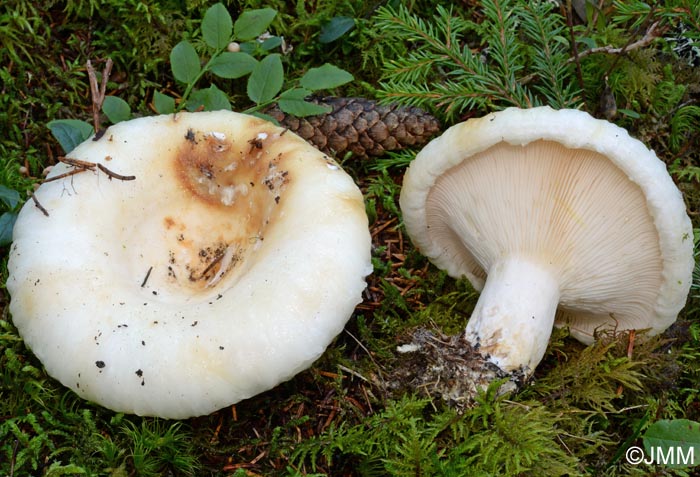 Lactarius resimus