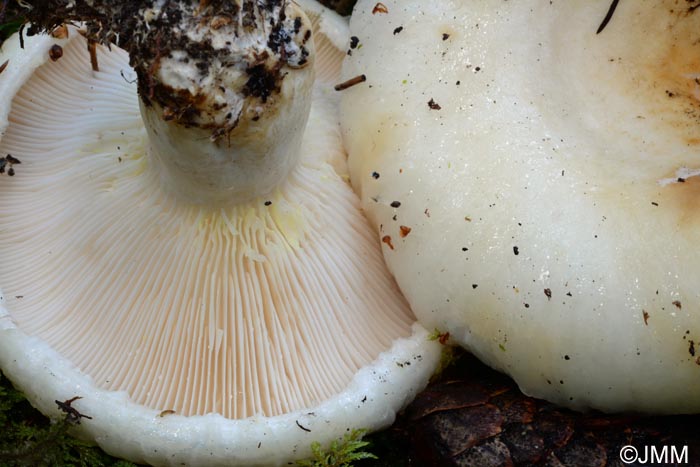 Lactarius resimus : dtail du lait jaunissant