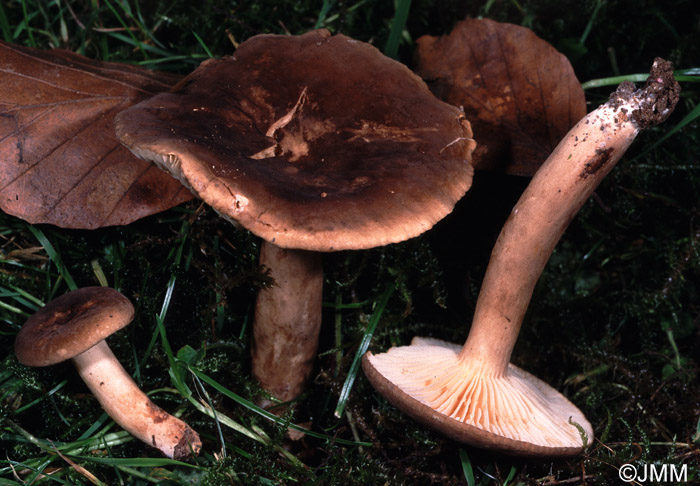 Lactarius romagnesii