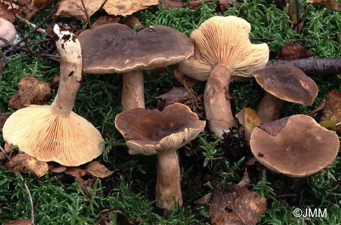 Lactarius romagnesii