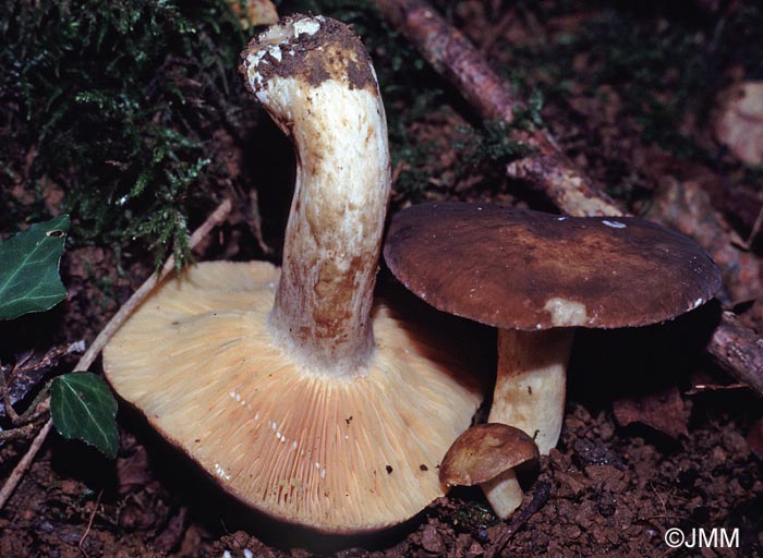 Lactarius romagnesii