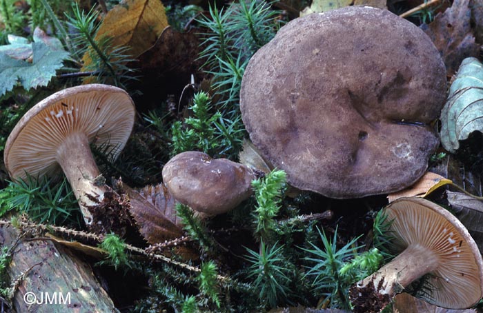 Lactarius romagnesii